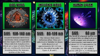 Size Comparison Of Viruses And Microorganisms [ 2020 Update ]