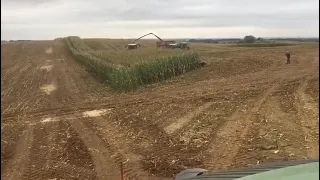 Посмотрите сколько кабанов в кукурузе! Убегают от комбайна.