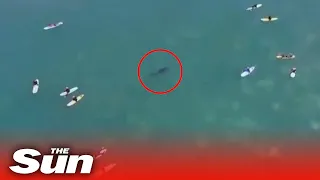 Drone footage shows great white shark lurking near surfers at California beach