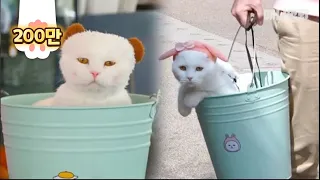 Not A Bucket "BuCat", Cat Living His Best Life Inside A Bucket LOL