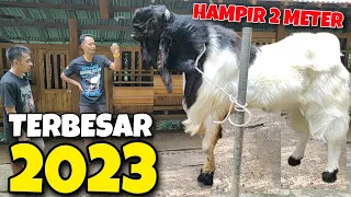 BAKAL JADI RAJA KAMBING TERBESAR 2023