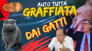 GRAFFI DEI GATTI SULLA CARROZZERIA COME RIMEDIARE