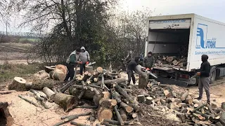 🌳🌳🌳 Stihl is strong chainsaw cutting wood 🪵🪵🪵🪚🪚🪚💪💪💪