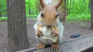 Копия Копии и поползень / Copy of Copy and a nuthatch