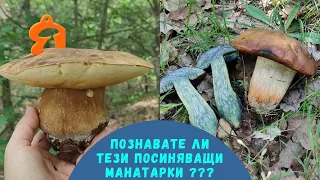 #Bluishing #Boletus that are not #Devil's #Mushroom