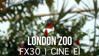 FX30 | CINE EI | LONDON ZOO