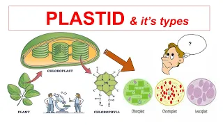 Plastid & It's Types || Chloroplast, Chromoplast, Leucoplast || Fundamental Unit of Photosynthesis