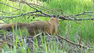 69. Liška obecná, Vulpes vulpes, Red Fox