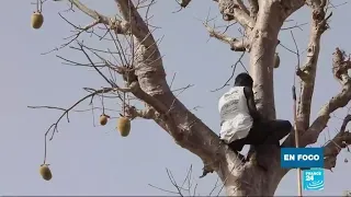 Los frutos de baobab están cambiando la vida de algunos habitantes en Senegal