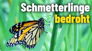 Schmetterlinge vom Aussterben bedroht