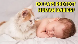 Can Cats Be Protective Of Babies?