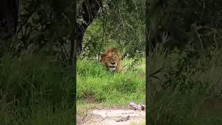 The Mighty Shishangaan Male Lions, And Brothers Of Casper The White Lion 👀🦁 #short #shorts #lion