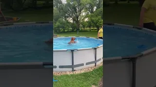 Cute Dog Refuses to Get Out of Pool - 1355555