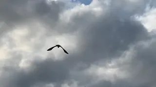 Vancouver Island Raven Flying