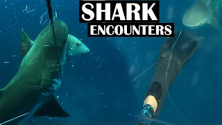 Intense SHARK ENCOUNTERS all while SPEARFISHING! | Close calls! | Ep. 57