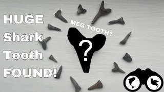 HUGE SHARK TOOTH FOUND!! | Walton-On-The-Naze Shark Teeth and Fossil Hunting