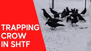 Trapping Crow in SHTF