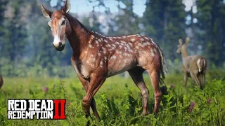 Domando o CAVALO CERVO - O FAUNO  -   Red Dead Redemption 2  -  ep 30