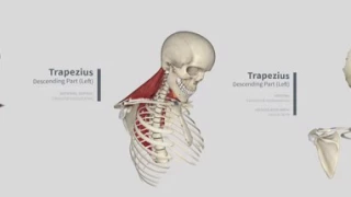 Trapezius Panorama: Muscles in Complete Anatomy (360)