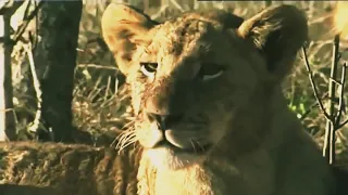African Lions _ National Geographic PART 2
