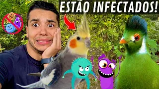 Como CONTROLAR coccidiose na criação de aves | Aves Recriar