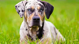 Catahoula Leopard Dog VS Blue Heeler: Everything You Need To Know!