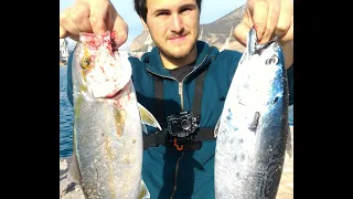 Shore Jigging Tonnetto Alletterato (Little Tunny) Ricciola (Amberjack)