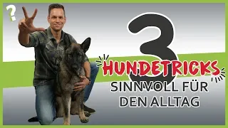 3 sinnvolle Hundetricks für den Alltag | Hundeerziehung