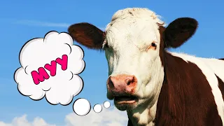 Funny cow dances and sings - Cow moo for kids
