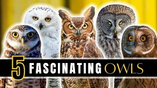 5 Fascinating Owls of North America