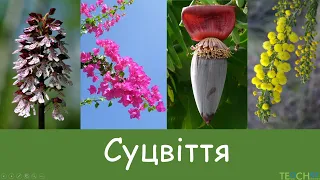 Суцвіття