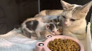 Rescue The abandoned Mother cat and Three kittens Cry for help in front my clinic With the take not…