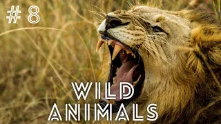 Wildlife Laws: Only the Fastest Will Survive | Free Documentary Nature # 8