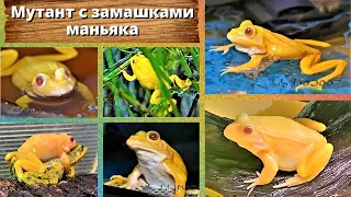 Мутант с замашками маньяка. Golden frog.