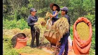 a peaceful day to harvest rice