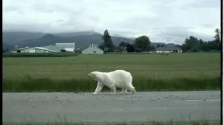 Nissan LEAF™: Polar Bear