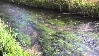 Restoring the Kennet - 2015 UK River Prize Entry