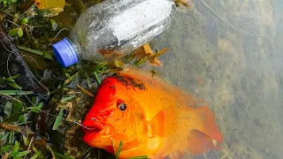 PLASTIC BOTTLE Fish Trap Catches BIG FISH! DIY Fishing