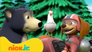 Psi Patrol | PSI Patrol Poznaje Kocią Paczkę! 🐶🐱 | Nick Jr. Polska