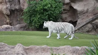 Playful White Tigers | 4K