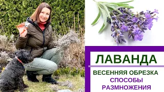 ЛАВАНДА -весенняя обрезка, способы размножения - семенами, отводками, черенкование