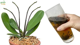 With just one cup of this, orchids will magically bloom 500 times faster.