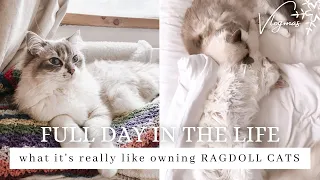 A Full Day In The Life Of My RAGDOLL CATS | grooming, playing, sleep routine