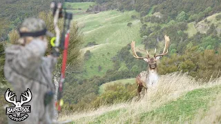 New Zealand Hunting for Fallow Deer!