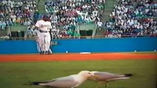 Seagulls Invade Milwaukee Brewers New York Yankees Game!