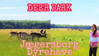JæGERSBORG DYREHAVE/DEERPARK#COPENHAGEN