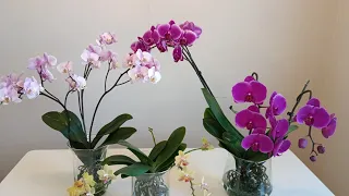 Правила успешного выращивания орхидей без грунта/Rules for successfully growing orchids without soil