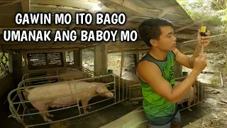 GINAGAWA KO SA MGA BABOY KO BAGO MANGANAK / PAGBIBIGAY NG IRON SA MGA INAHING BABOY