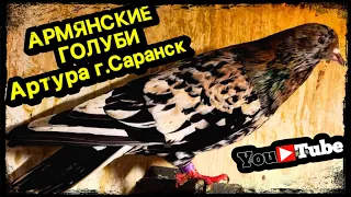 Армянские голуби Артура. г.Саранск тел. 8 (987) 570-16-16