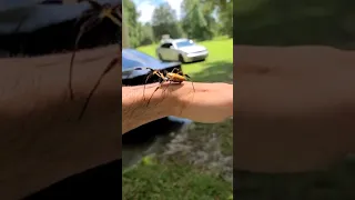 ¿Te Atreves🕷️😱? Prueba de Fobias ARACNOFOBIA #shortvideo #shorts